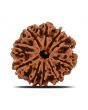 10 Mukhi Rudraksha (Nepal) 21.94 MM