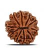 10 Mukhi Rudraksha (Nepal) 21.94 MM