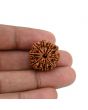 10 Mukhi Rudraksha (Nepal) 21.94 MM