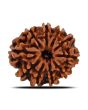 10 Mukhi Rudraksha (Nepal) 21.72 MM