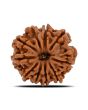 10 Mukhi Rudraksha (Nepal) 21.71 MM