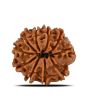 10 Mukhi Rudraksha (Nepal) 21.71 MM