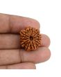 10 Mukhi Rudraksha (Nepal) 21.71 MM