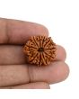 10 Mukhi Rudraksha (Nepal) 21.71 MM