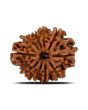10 Mukhi Rudraksha (Nepal) 24.08 MM