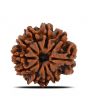 10 Mukhi Rudraksha (Nepal) 22.14 MM