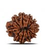 10 Mukhi Rudraksha (Nepal) 22.14 MM
