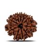 10 Mukhi Rudraksha (Nepal) 23.09 MM
