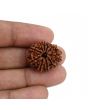 10 Mukhi Rudraksha (Nepal) 23.09 MM