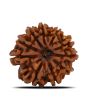 10 Mukhi Rudraksha (Nepal) 22.84 MM