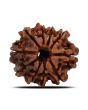 10 Mukhi Rudraksha (Nepal) 23.18 MM