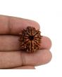 10 Mukhi Rudraksha (Nepal) 23.18 MM