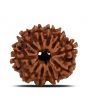 10 Mukhi Rudraksha (Nepal) 24.07 MM