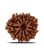 10 Mukhi Rudraksha (Nepal) 21.72 MM