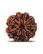 10 Mukhi Rudraksha (Nepal) 22.36 MM