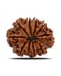 10 Mukhi Rudraksha (Nepal) 22.11 MM