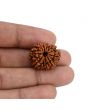 10 Mukhi Rudraksha (Nepal) 22.11 MM
