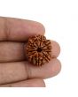 10 Mukhi Rudraksha (Nepal) 22.11 MM