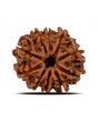 10 Mukhi Rudraksha (Nepal) 23.27 MM