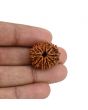 10 Mukhi Rudraksha (Nepal) 23.27 MM