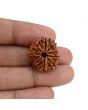 10 Mukhi Rudraksha (Nepal) 23.27 MM