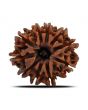 10 Mukhi Rudraksha (Nepal) 23.79 MM