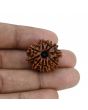 10 Mukhi Rudraksha (Nepal) 23.79 MM