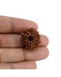 10 Mukhi Rudraksha (Nepal) 23.79 MM