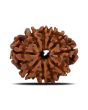 10 Mukhi Rudraksha (Nepal) 21.88 MM