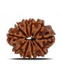 10 Mukhi Rudraksha (Nepal) 21.88 MM