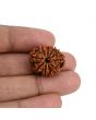 10 Mukhi Rudraksha (Nepal) 21.88 MM