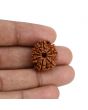 10 Mukhi Rudraksha (Nepal) 21.88 MM