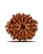 10 Mukhi Rudraksha (Nepal) 22.78 MM