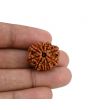 10 Mukhi Rudraksha (Nepal) 22.78 MM