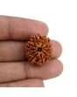 10 Mukhi Rudraksha (Nepal) 22.78 MM