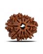 10 Mukhi Rudraksha (Nepal) 24.35 MM