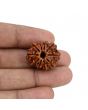 10 Mukhi Rudraksha (Nepal) 24.35 MM
