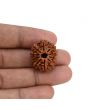 10 Mukhi Rudraksha (Nepal) 24.35 MM