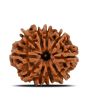 10 Mukhi Rudraksha (Nepal) 21.3 MM