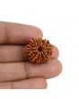 10 Mukhi Rudraksha (Nepal) 21.3 MM