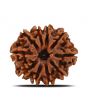 10 Mukhi Rudraksha (Nepal) 22.89 MM