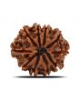 10 Mukhi Rudraksha (Nepal) 22.89 MM
