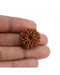 10 Mukhi Rudraksha (Nepal) 22.89 MM