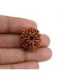 10 Mukhi Rudraksha (Nepal) 22.89 MM