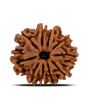 10 Mukhi Rudraksha (Nepal) 22.68 MM