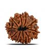 10 Mukhi Rudraksha (Nepal) 22.68 MM