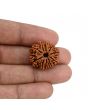 10 Mukhi Rudraksha (Nepal) 22.68 MM