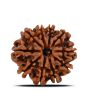 10 Mukhi Rudraksha (Nepal) 21.99 MM