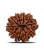 10 Mukhi Rudraksha (Nepal) 21.99 MM