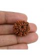 10 Mukhi Rudraksha (Nepal) 21.99 MM